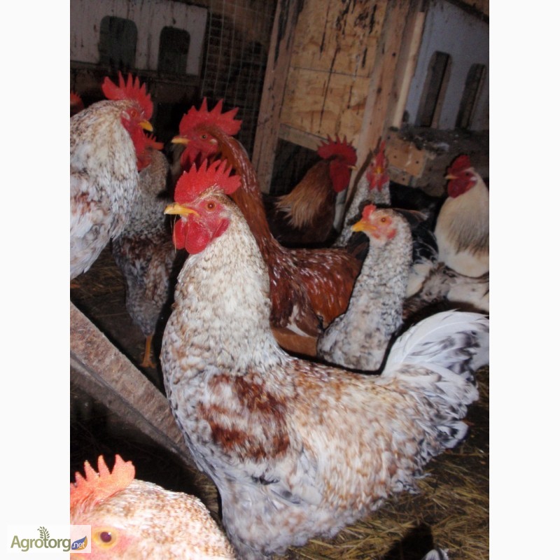 Фото 15. Продам инкубационные яйца кур, породы Первомайская, Билефельдер