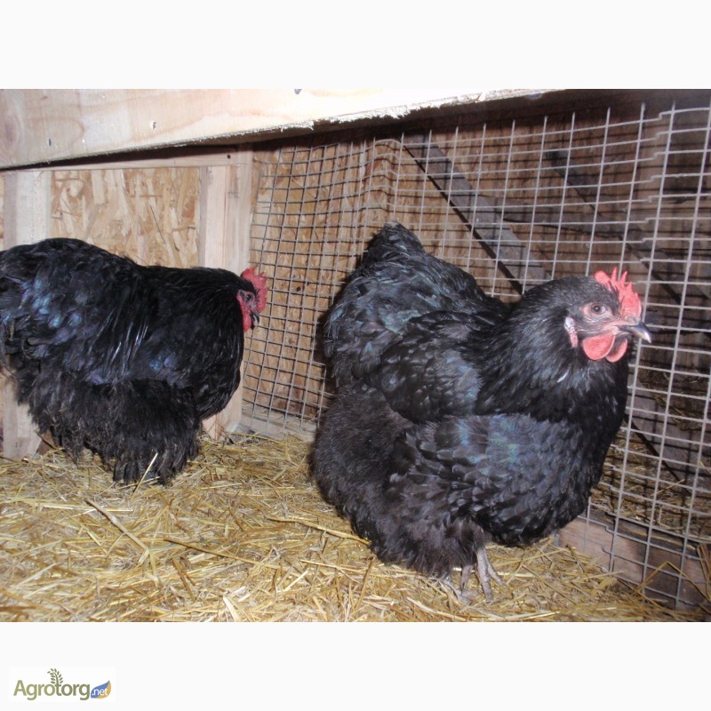 Фото 16. Продам инкубационные яйца кур, породы Первомайская, Билефельдер