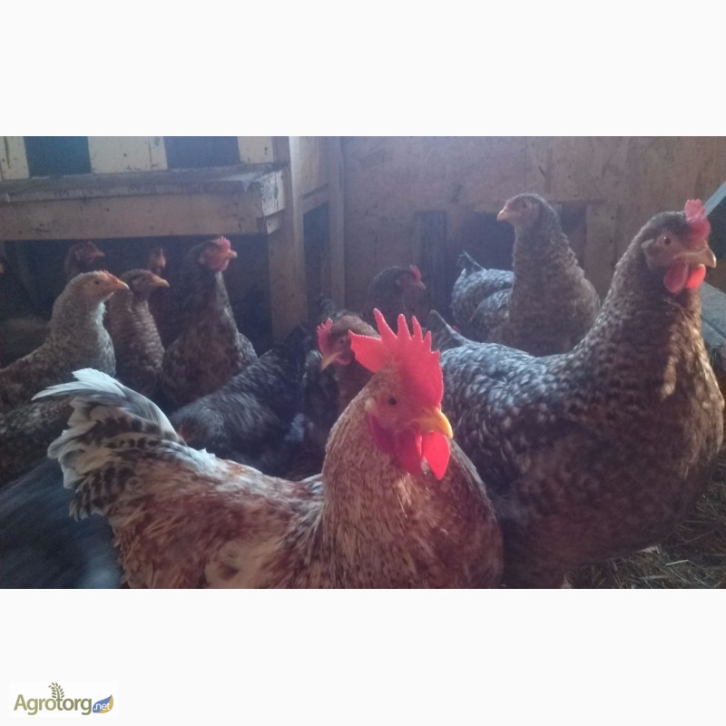 Фото 2. Продам инкубационные яйца кур, породы Первомайская, Билефельдер