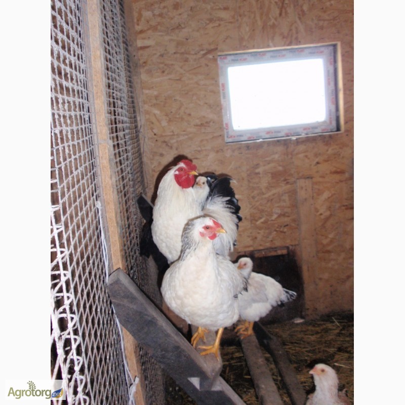Фото 3. Продам инкубационные яйца кур, породы Первомайская, Билефельдер