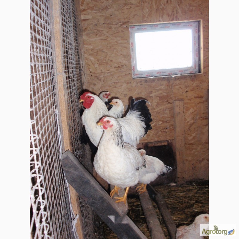 Фото 4. Продам инкубационные яйца кур, породы Первомайская, Билефельдер
