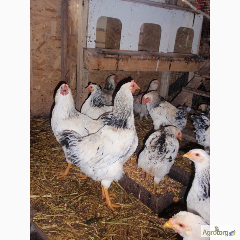 Фото 5. Продам инкубационные яйца кур, породы Первомайская, Билефельдер