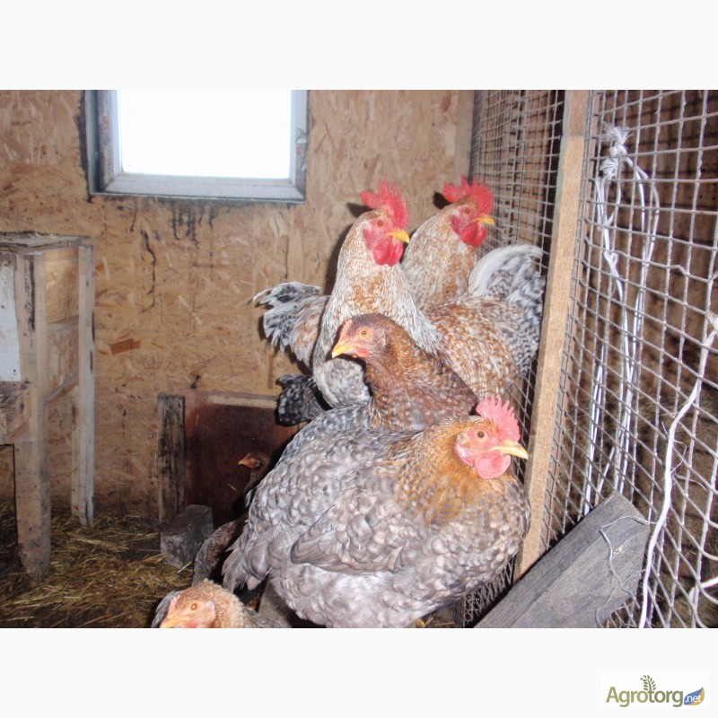 Фото 6. Продам инкубационные яйца кур, породы Первомайская, Билефельдер