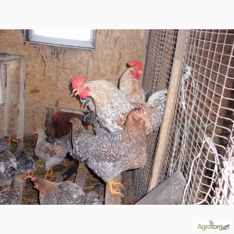 Фото 7. Продам инкубационные яйца кур, породы Первомайская, Билефельдер