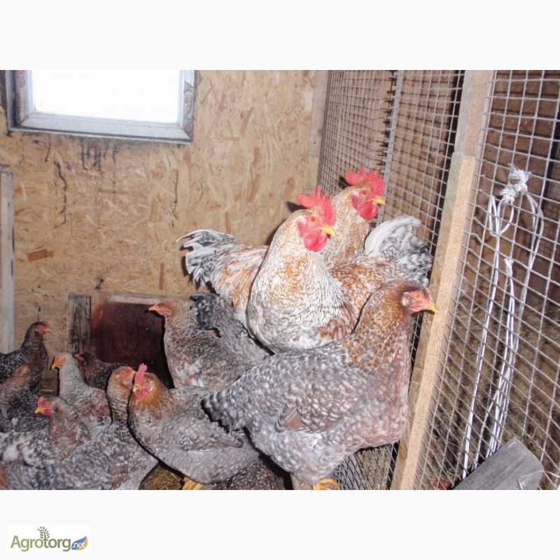 Фото 8. Продам инкубационные яйца кур, породы Первомайская, Билефельдер
