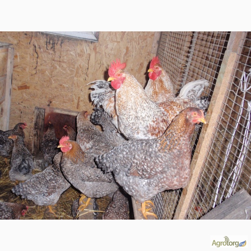 Фото 9. Продам инкубационные яйца кур, породы Первомайская, Билефельдер