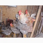 Продам инкубационные яйца кур, породы Первомайская, Билефельдер