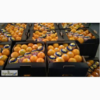Апельсины оптом из Испании