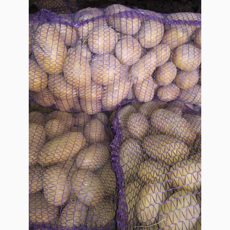 Фото 2. Продам насіневу картоплю Королева Анна
