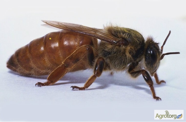 Фото 4. Продам пчелосемьи