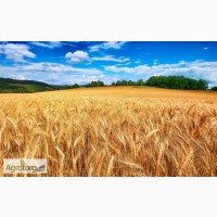 Закупка пшеницы крупным оптом