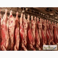 Продажа мяса говядины