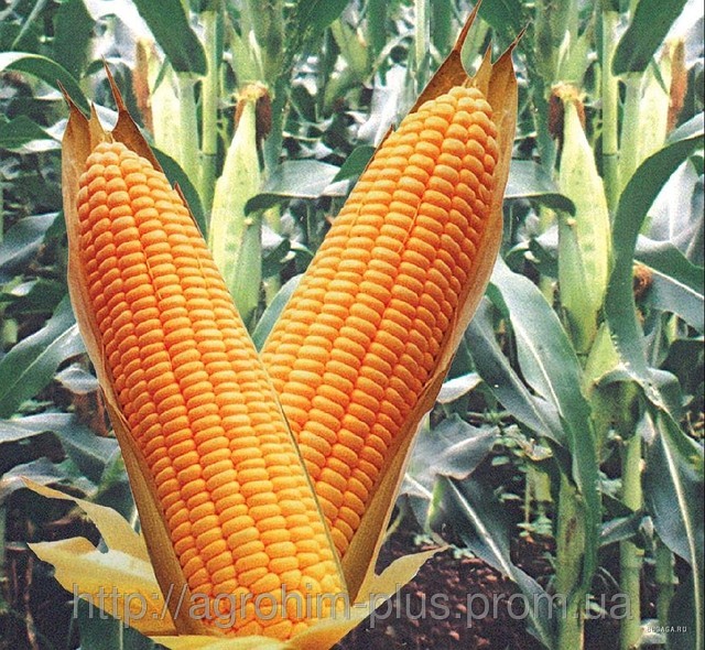 Закупим кукурузу