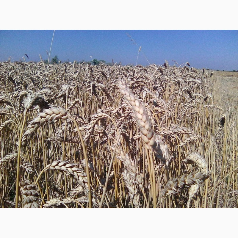Фото 2. Канадские семена пшеницы Омаха -1реп.(двуручка)