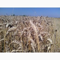 Канадские семена пшеницы Омаха -1реп.(двуручка)