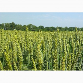 Продам насіння озимої м#039;якої пшениці Астарта