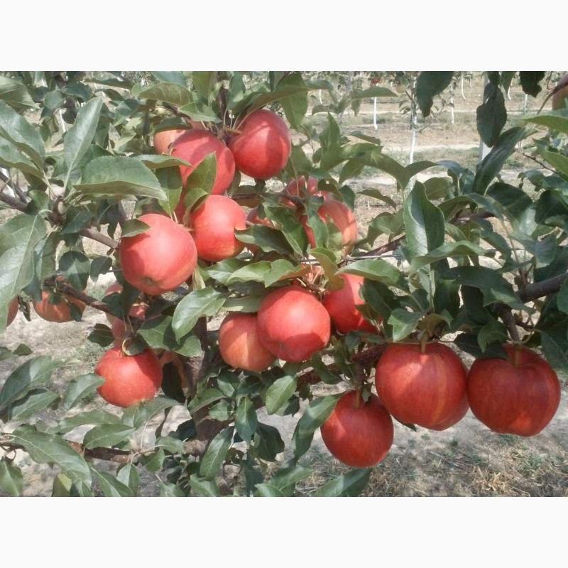 Фото 3. Продам яблуко різних сортів, урожай 2018р. Калібр 7