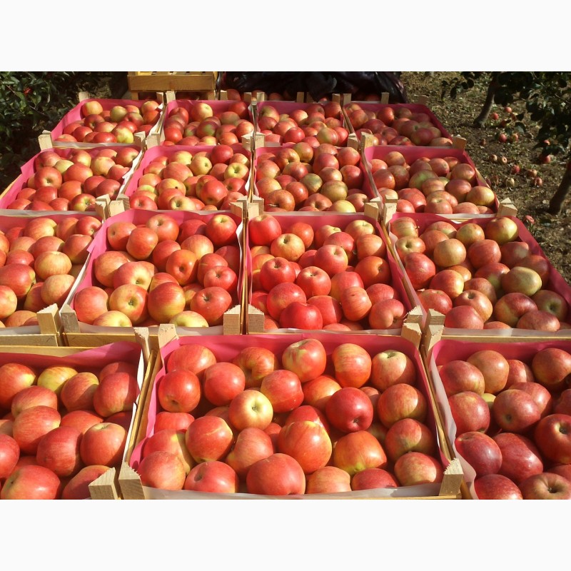 Фото 4. Продам яблуко різних сортів, урожай 2018р. Калібр 7