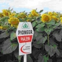 Семена подсолнечника П64ЛЕ99, (Урожая 2017) Pioneer