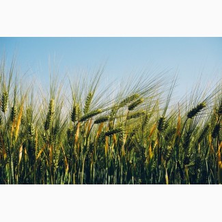 Семена озимой пшеницы Колония 1-реп. (Лимогрейн)