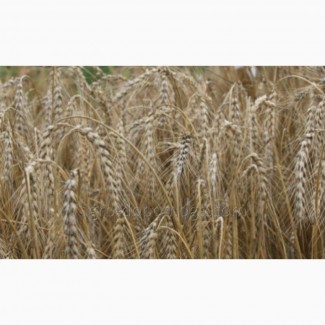 Продам пшеничное тритикале 65 тонн, сорт Амос 1 репродукция