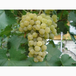 Продам виноград технических (винных) сортов