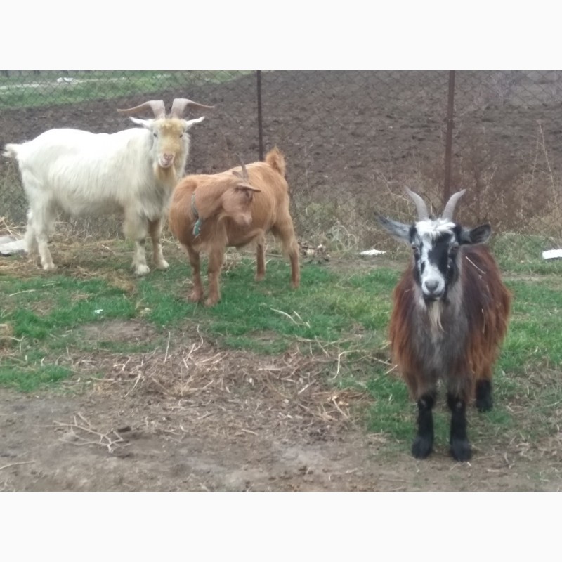 Фото 2. Продам двух коз и козла