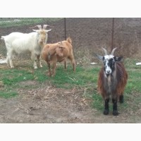 Продам двух коз и козла
