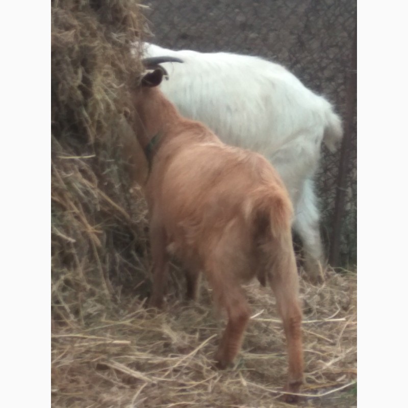 Фото 3. Продам двух коз и козла