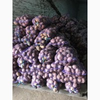 Продаётся картофель белых и красных сортов от производителя ФХ «БОРОДЮК»