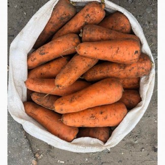Продам моркву товарну оптом, Київська область