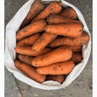 Продам морковь товарную оптом, Киевская область