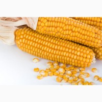 Насіння кукурудза Амарок 290 ( ВНІС)