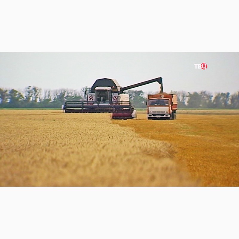 Фото 4. Куплю зерно: кукуруза с вашего региона