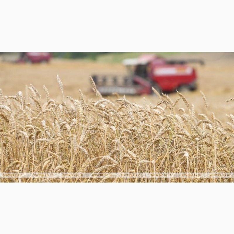Фото 2. Куплю зерно: кукуруза с вашего региона