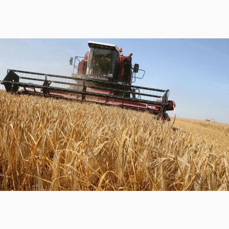 Фото 6. Куплю зерно: кукуруза с вашего региона