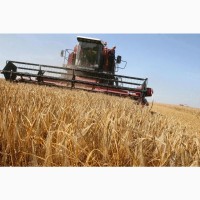 Куплю зерно: кукуруза с вашего региона