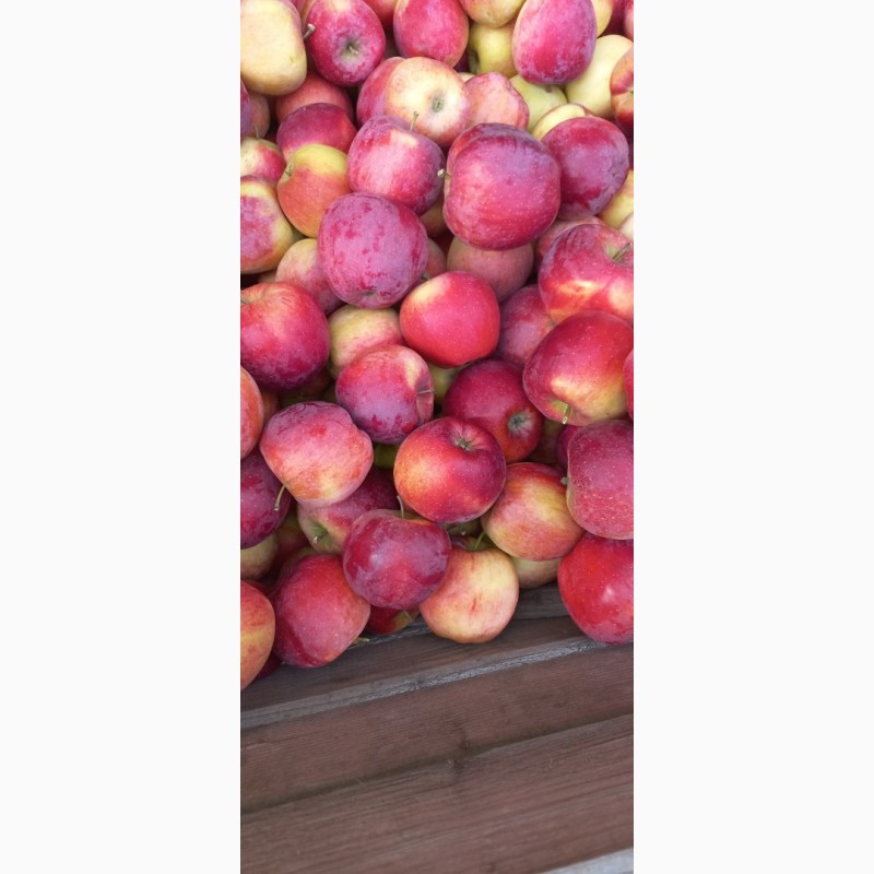 Фото 7. Продам яблука від виробника