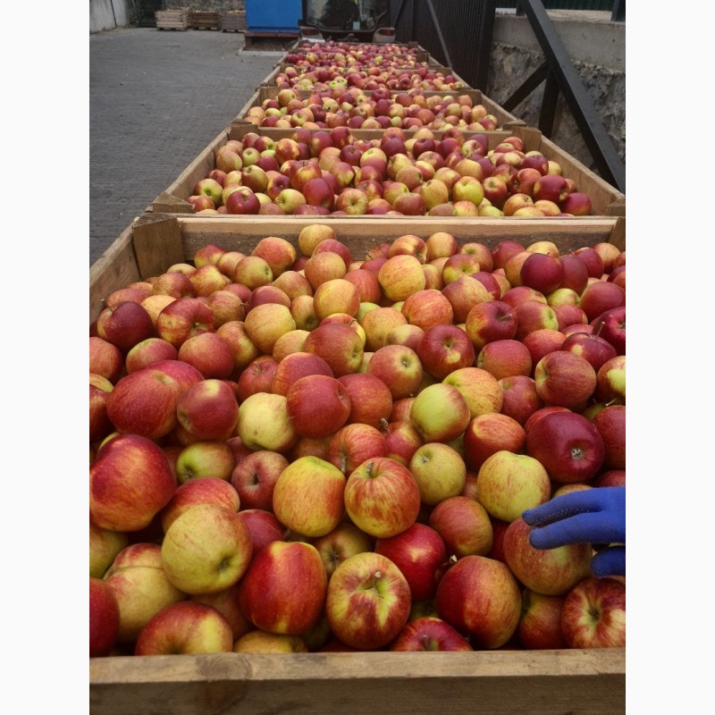 Фото 2. Продам яблука від виробника
