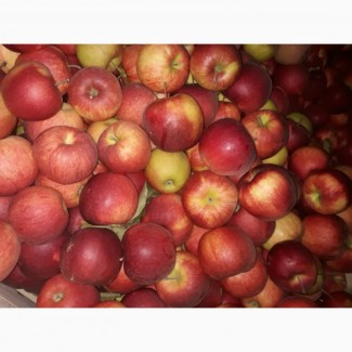 Продам яблука складського зберігання
