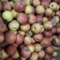 Продам яблука складського зберігання