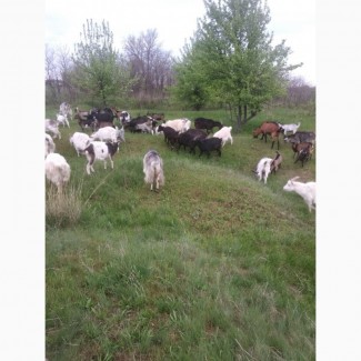 Продам дойных коз Альпийской и Зааненской породы