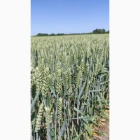 Насіння озимої пшениці ЛГ КЕРАМІК (СН, перша)