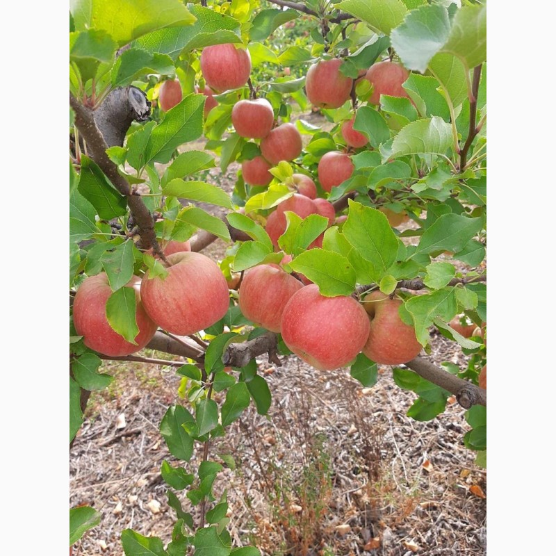 Фото 6. Продам яблука, урожай 2022 року