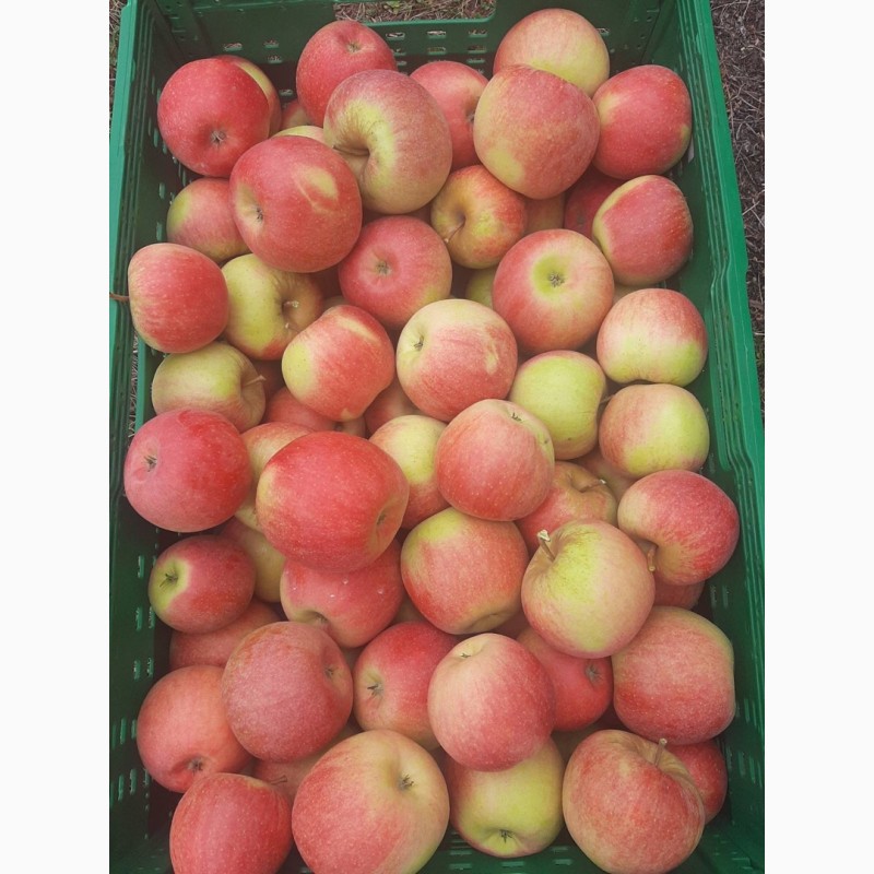 Фото 7. Продам яблука, урожай 2022 року