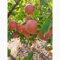 Продам яблука, урожай 2022 року