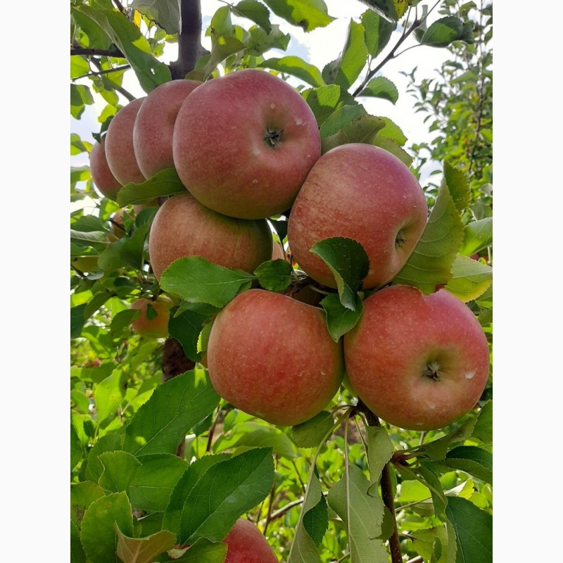 Фото 3. Продам яблука, урожай 2022 року