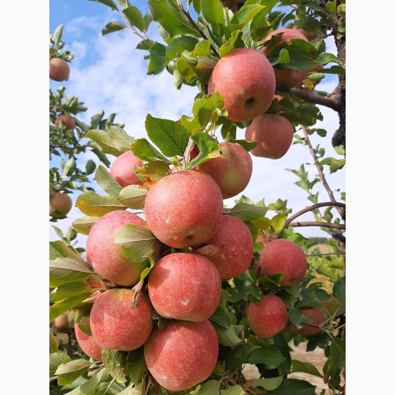 Фото 4. Продам яблука, урожай 2022 року