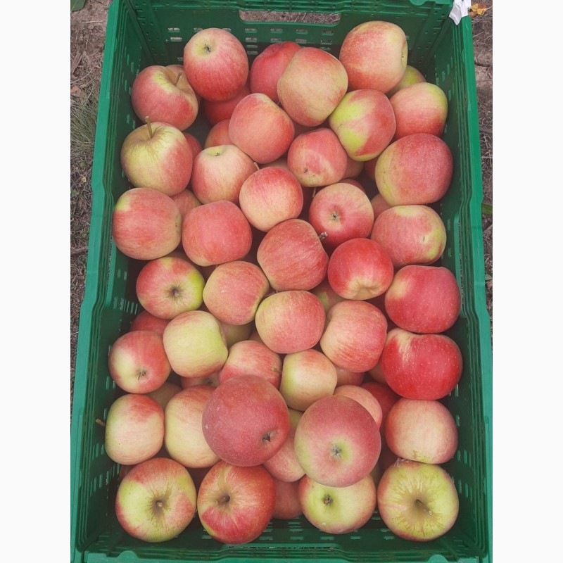 Фото 5. Продам яблука, урожай 2022 року