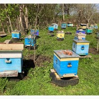 Продам пчелосемьи порода украинская степная рамка улик